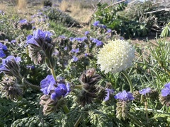 Chaenactis fremontii