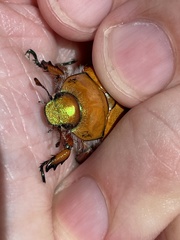 Anoplognathus hirsutus