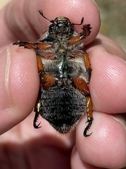 Anoplognathus hirsutus