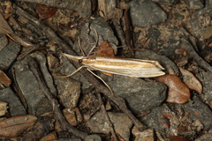 Orocrambus