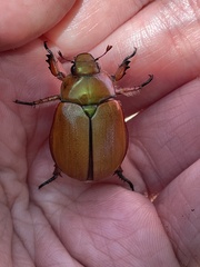 Anoplognathus hirsutus
