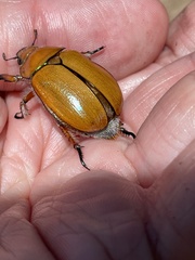 Anoplognathus hirsutus
