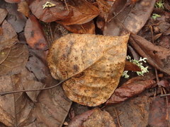Populus trichocarpa
