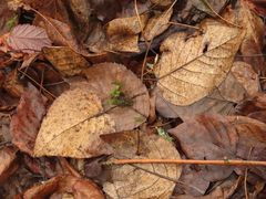 Populus trichocarpa