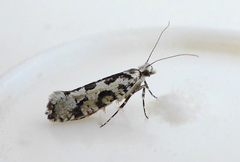 Ypsolopha sequella
