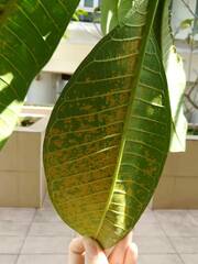 Coleosporium plumeriae