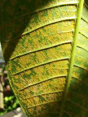 Coleosporium plumeriae