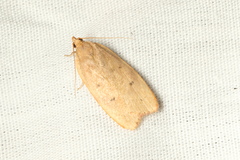 Phaeosaces coarctatella