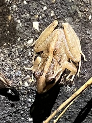 Craugastor fitzingeri