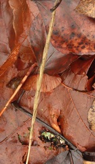 Elymus glaucus glaucus