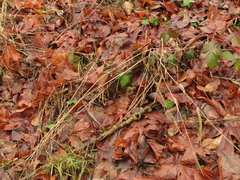 Elymus glaucus glaucus