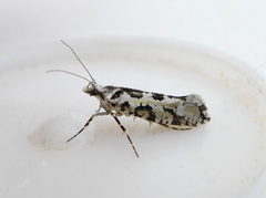Ypsolopha sequella