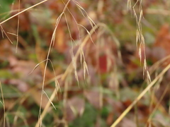 Bromus sitchensis sitchensis