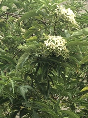 Sambucus peruviana