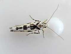 Ypsolopha sequella