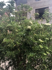 Sambucus peruviana