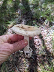 Amanita calyptratoides