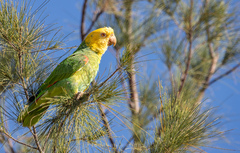 Amazona oratrix tresmariae
