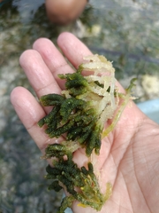Caulerpa lentillifera