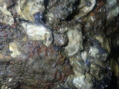 Bembicium auratum