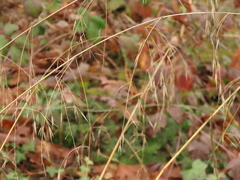 Bromus sitchensis sitchensis