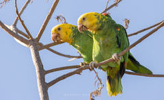 Amazona oratrix tresmariae