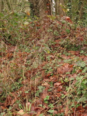 Bromus sitchensis sitchensis