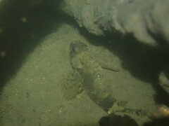 Centropogon australis