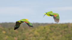 Amazona oratrix tresmariae