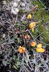 Gentianella hirculus