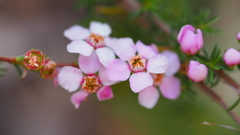 Chamelaucium uncinatum