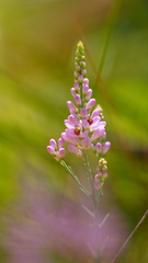 Comesperma virgatum