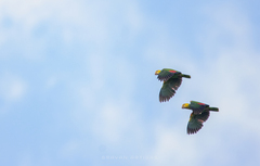 Amazona oratrix tresmariae