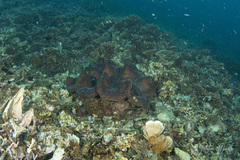 Tridacna gigas