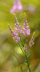 Comesperma virgatum