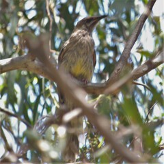 Anthochaera carunculata