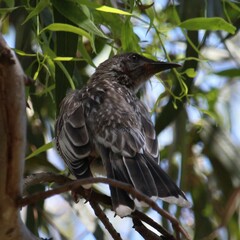 Anthochaera carunculata