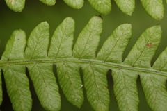 Thelypteris palustris pubescens