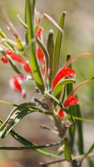 Adenanthos barbiger
