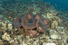 Tridacna gigas