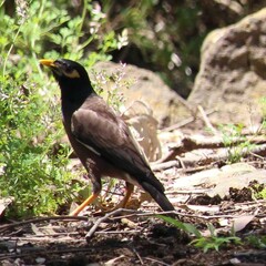 Acridotheres tristis