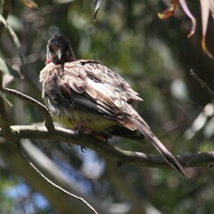 Anthochaera carunculata