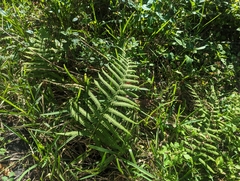 Pelazoneuron kunthii