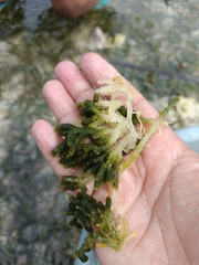 Caulerpa lentillifera