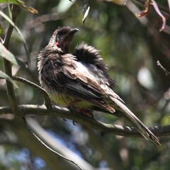 Anthochaera carunculata