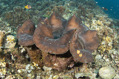 Tridacna gigas