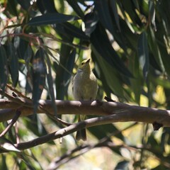 Ptilotula penicillata