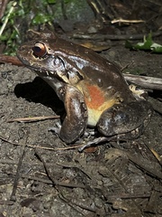 Leptodactylus savagei