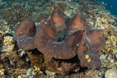 Tridacna gigas