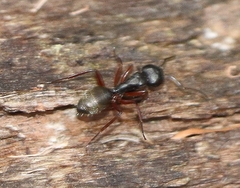 Myrmophyma